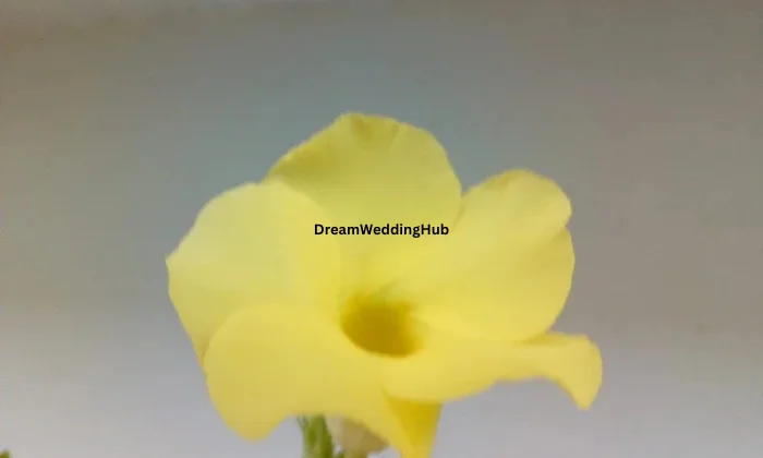 Arif Photography Bhimavaram